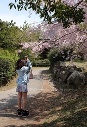 Cherry Blossom Season