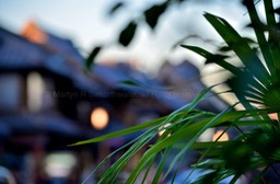 Palm leaves and old shops